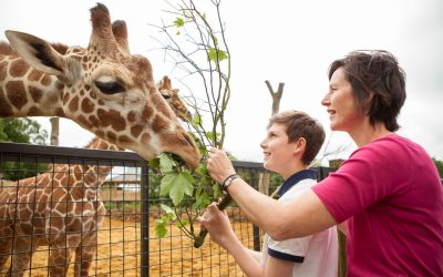 boy and mother feed giraffe rotary funded zoo trip