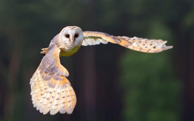 barn owl comber rotary